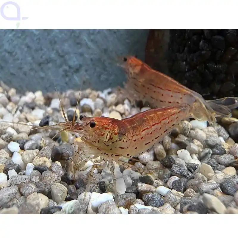 Amanogarnele Rot - Caridina multidentata - Gr. XL Direktkauf