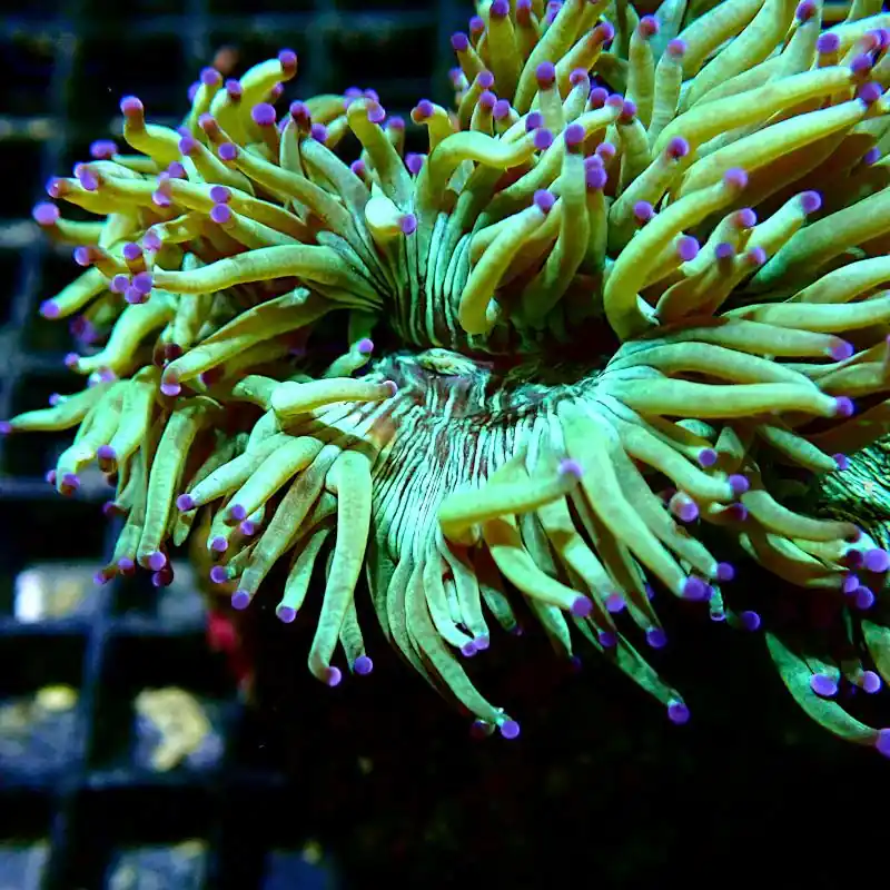 Zertifiziert Catalaphyllia jardinei - Purple Tips #GN11