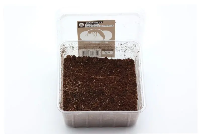 Angebot Springschwänze, Folsomia candida, Zuchtansatz