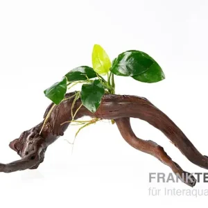 Sale Zwergspeerblatt, Anubias barteri var. nana auf Spiderwood, ca. 15 x 9 x 15 cm