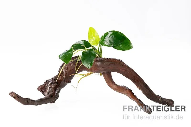 Sale Zwergspeerblatt, Anubias barteri var. nana auf Spiderwood, ca. 15 x 9 x 15 cm