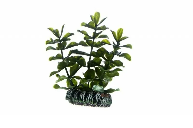 Solange Der Vorrat Reicht Hobby Bacopa, 7 cm