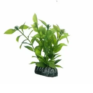 Preis Gesenkt Hobby Hygrophila, 13 cm