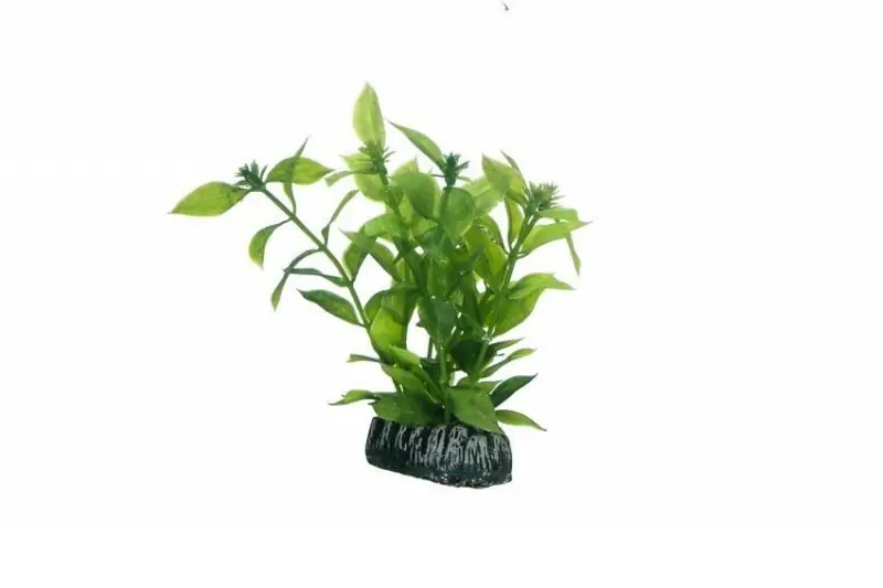 Preis Gesenkt Hobby Hygrophila, 13 cm