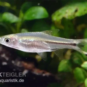 Mega-Angebot Glasbärbling, Rasbora trilineata