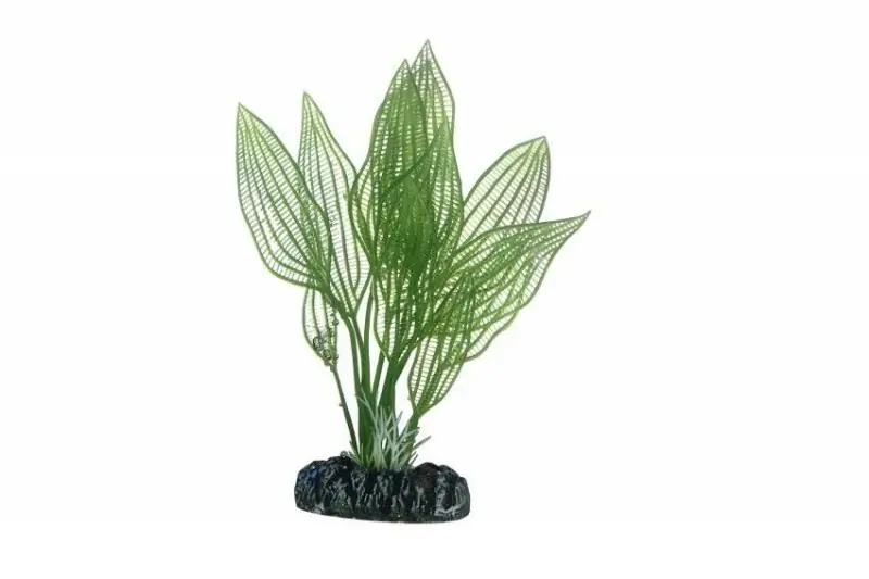 Hobby Aponogeton, 16 cm Markenprodukt