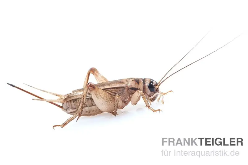 Heimchen, groß (8), Futterinsekten ca. 40 Stück Saisonangebot