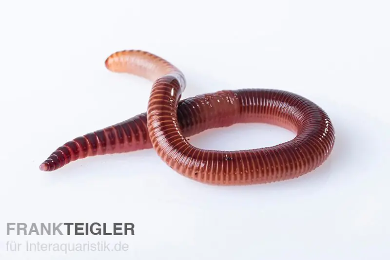 Rotwurm, Dendrobena veneta, S, ca. 30 Stück Versand Am Gleichen Tag