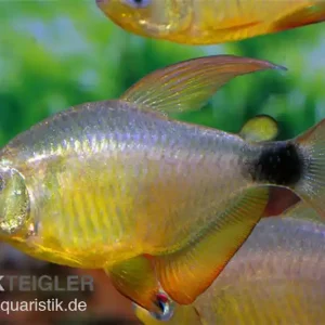 Abverkauf Kitty-Tetra, Hyphessobrycon heliacus
