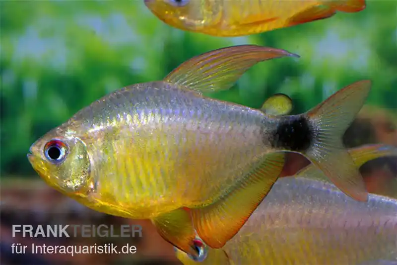 Abverkauf Kitty-Tetra, Hyphessobrycon heliacus