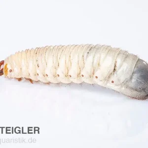 Angebot Rosenkäferlarven, Pachnoda marginata, 10 Larven als Lebendfutter