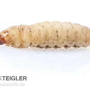 Wachsmaden, mit Substrat (Zuchtansatz) Knallerangebot