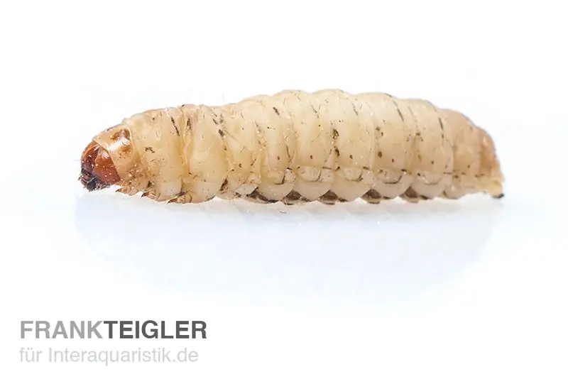 Wachsmaden, mit Substrat (Zuchtansatz) Knallerangebot