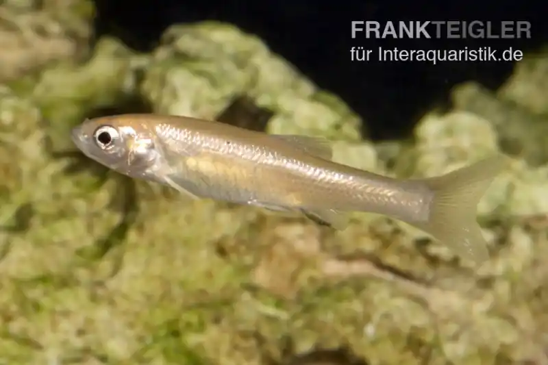 Abverkauf Gold-Elritze, Pimephales promelas, 3-4 cm (Kaltwasser)