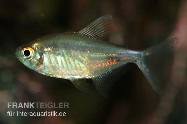 Neuheit Karfunkelsalmler, Hemigrammus pulcher