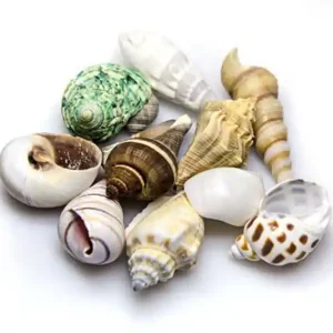 Hobby Sea Shells Set M (10 Stück) Solange Der Vorrat Reicht