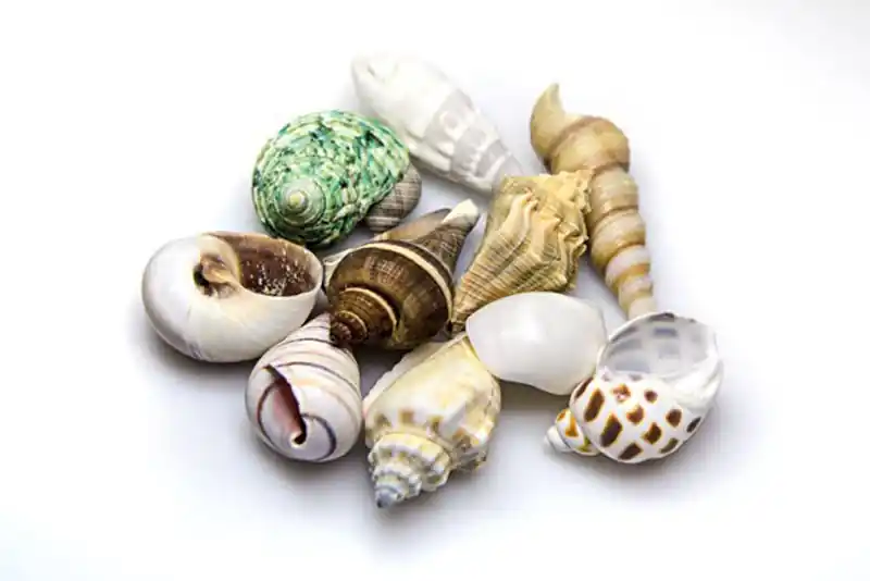 Hobby Sea Shells Set M (10 Stück) Solange Der Vorrat Reicht