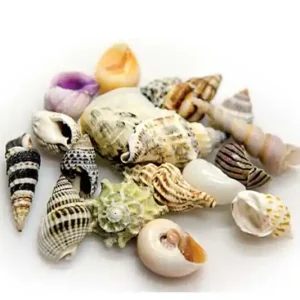 Hobby Sea Shells Set L (5 Stück) Begrenztes Angebot