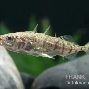 Abverkauf Stichling, Gasterosteus aculeatus, 4-6 cm (Kaltwasser), DNZ
