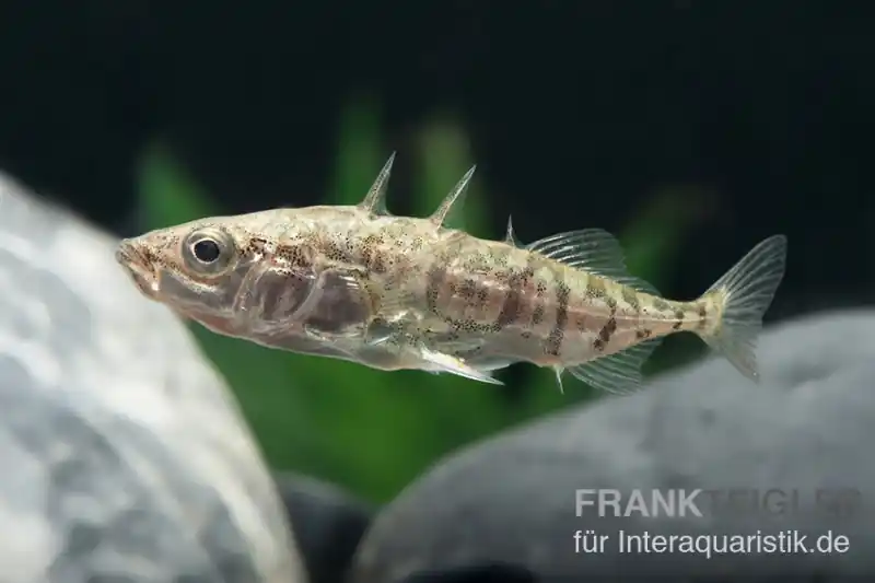 Abverkauf Stichling, Gasterosteus aculeatus, 4-6 cm (Kaltwasser), DNZ