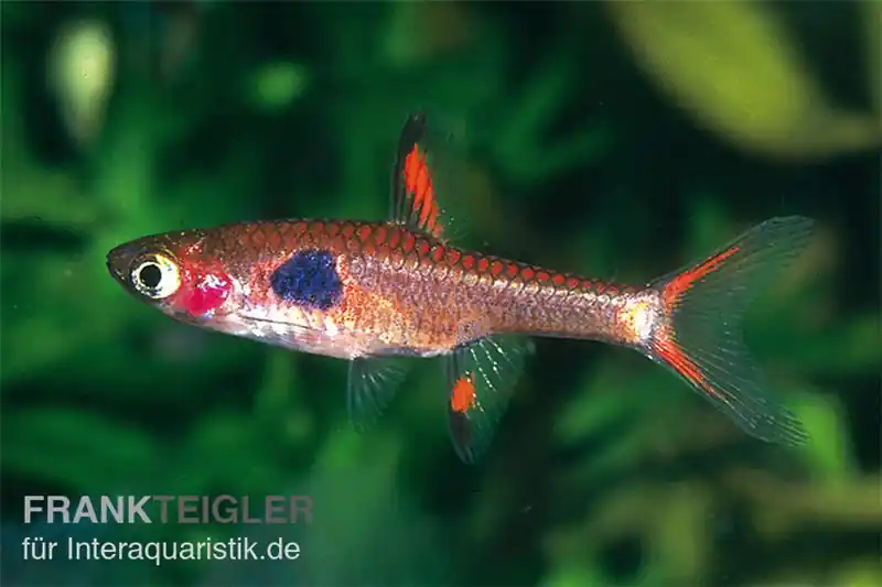 Sofort Bestellen Goldfleck-Zwergbärbling, Boraras merah (Minifisch)