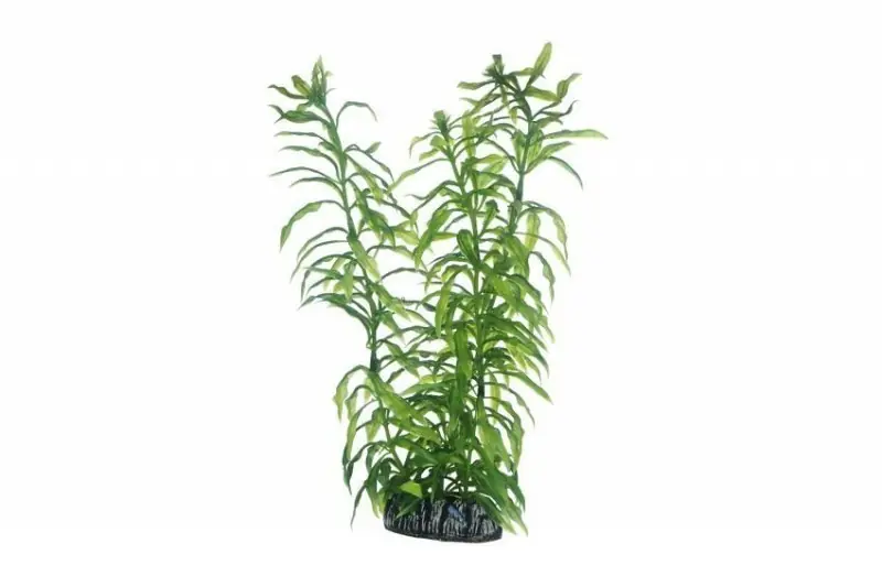 Sale Hobby Heteranthera, 25 cm