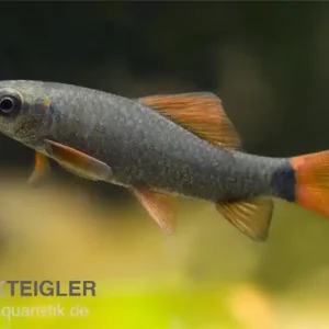 Abverkauf Grüner Fransenlipper, Epalzeorhynchos frenatum