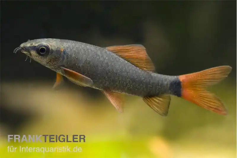 Abverkauf Grüner Fransenlipper, Epalzeorhynchos frenatum