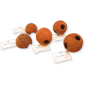 Expressversand JBL Cocos Cava 1/1 L