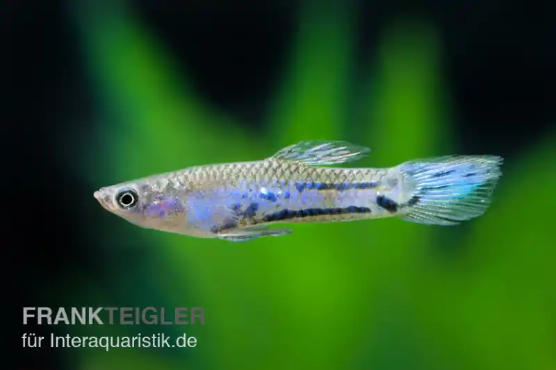 Blauer Parakärpfling, Micropoecilia parae melanzona BLUE (Minifisch) Garantierte Lieferung