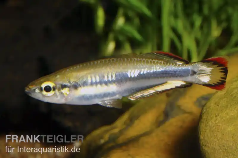 Knallerangebot Rotschwanzährenfisch, Bedotia geayi