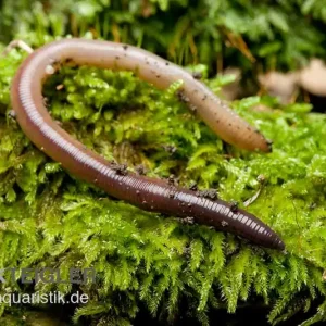 Tauwurm, Lumbricus terrestris, 10 Stück Preiswert