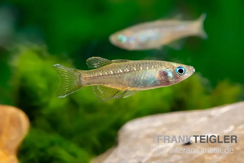 Zwergblauauge, Pseudomugil tenellus Abverkauf
