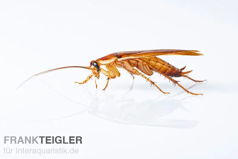 Schokoschaben, Shelfordella tartara, Futterinsekten Echt