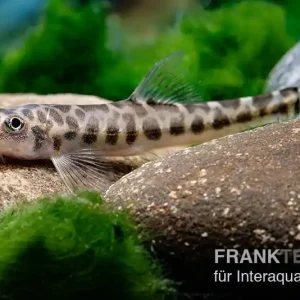 Zwergleopardbachschmerle, Nemacheilus corica, 4-5 cm Garantierte Lieferung