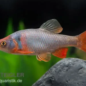 Mega-Angebot Amerikanische Rotflossenorfe, Notropis lutrensis (Kaltwasser & Warmwasser)