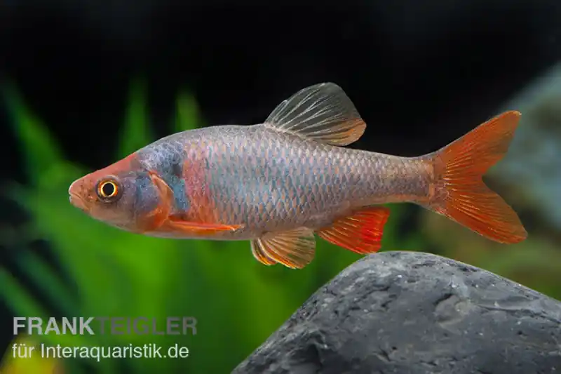 Mega-Angebot Amerikanische Rotflossenorfe, Notropis lutrensis (Kaltwasser & Warmwasser)