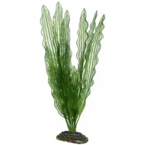 Direkt Vom Hersteller Hobby Aponogeton, 39 cm