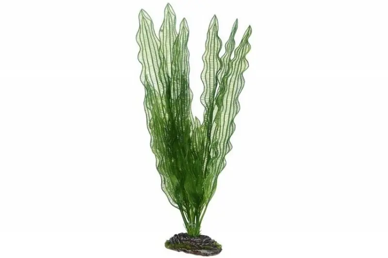 Direkt Vom Hersteller Hobby Aponogeton, 39 cm