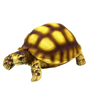 Preis Gesenkt Hobby Turtle 2