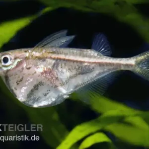 Heißes Angebot Marmorierter Beilbauchfisch, Carnegiella strigata