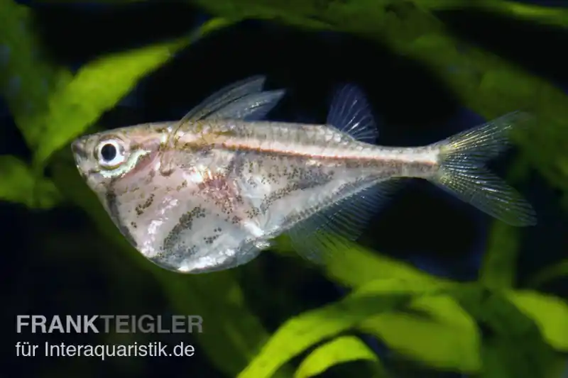 Heißes Angebot Marmorierter Beilbauchfisch, Carnegiella strigata