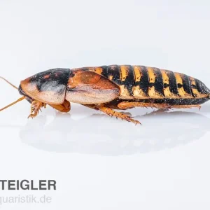 Nur Heute Argentinische Schaben, Waldschaben, Blaptica dubia, groß, 10 Stück