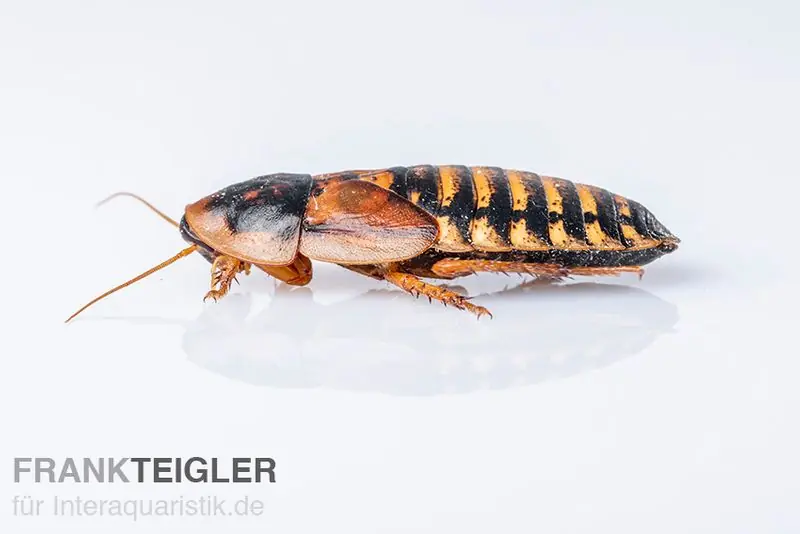 Nur Heute Argentinische Schaben, Waldschaben, Blaptica dubia, groß, 10 Stück
