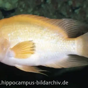 Angebot Zitronenbuntbarsch, Amphilophus citrinellus