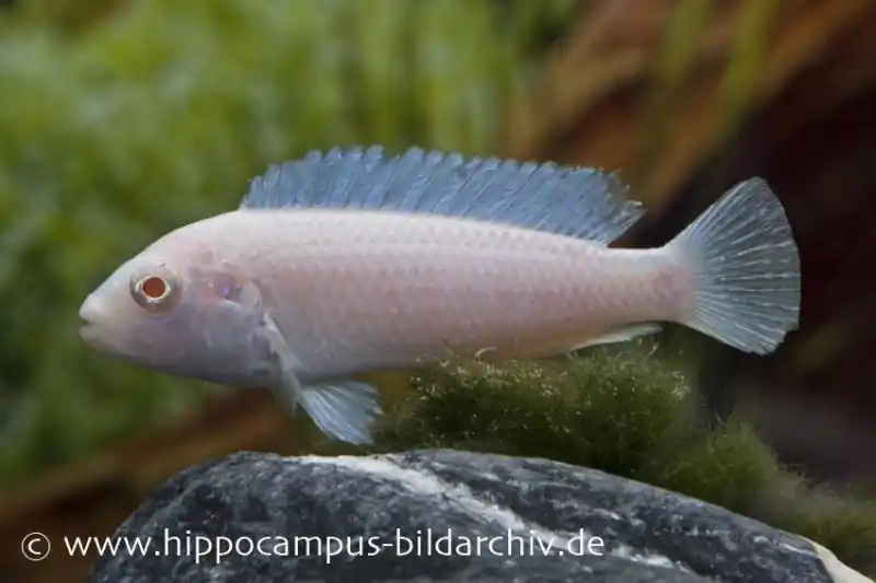 Snow White Cichlid, Pseudotropheus socolofi Snow white Begrenztes Angebot