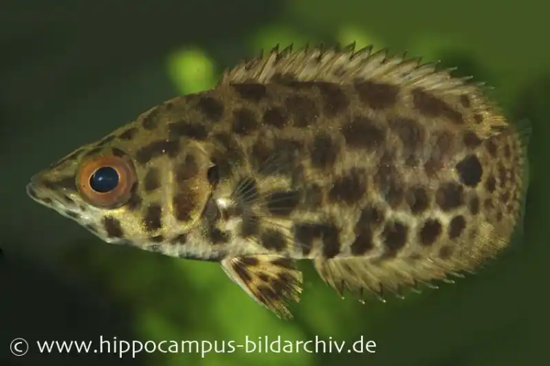 Leopard-Buschfisch, Ctenopoma acutirostre Markenprodukt