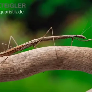 Zertifiziert Kleine Astmantis, Popa spurca