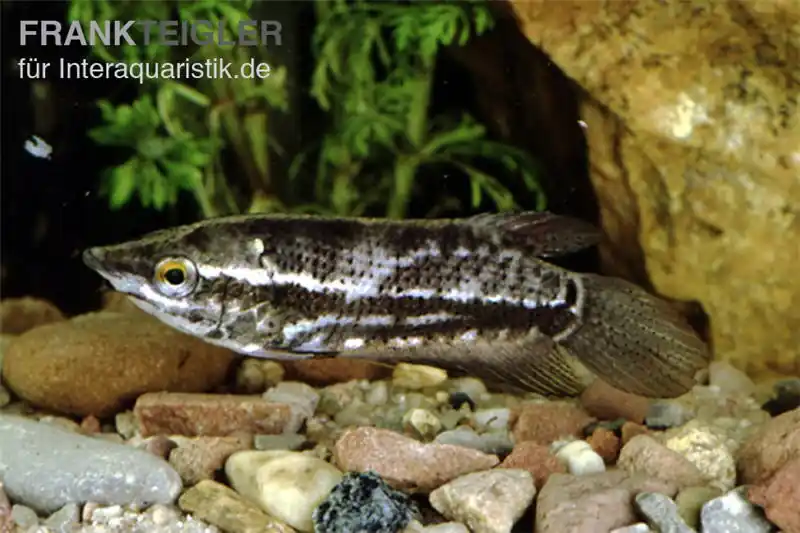 Beliebt Spitzkopfgurami, Indischer Gurami, Ctenops nobilis (Rarität)