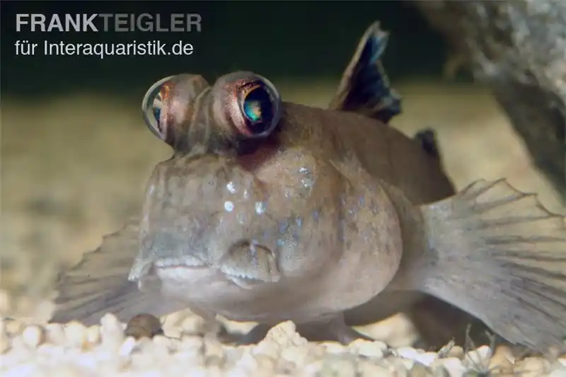 Geprüft Schlammspringer, Periophthalmus barbarus